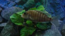 Aulonocara Baenschi-Benga Weibchen (Bild1)