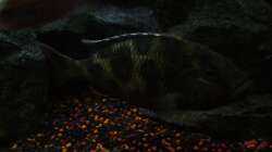 Nimbochromis Venustus Weibchen (Bild1)