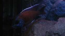 Copadichromis Borleyi Kadango Red Fin Bock (Bild1)