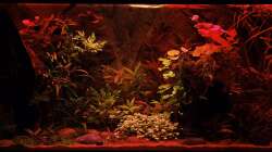 Sunrise-Anlage - Phase 4 Sonnenuntergang - Rotphase mit Mondlicht