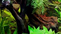 Rote Moorwurzel 21-01-2013