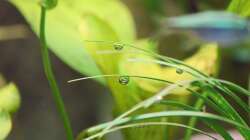 Detail - Luftblasen am Zwergschlangenbart