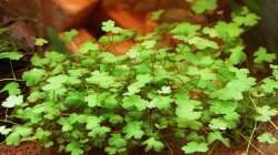 Hydrocotyle cf. tripartita (H. sp. ´Japan´) / Kleeblatt 21-01-2013