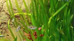 Vallisneria spiralis / Schrauben-Vallisnerie (hinten) und Vallisneria americana Mini