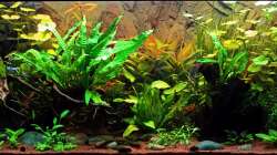 Gesamtansicht am 05.05.2012 (ca. 2 Wochen vor Umgestaltung)