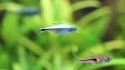 Goldtetra / Hemigrammus rodwayi (Mitte)