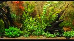 Gesamtansicht am 21-01-2013 nach Beckenumgestaltung