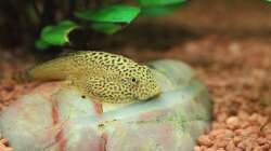 Gepunkteter Flossensauger / Gastromyzon punctulatus