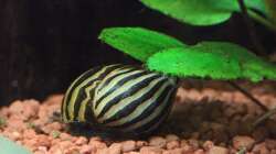 Zebra Rennschnecke