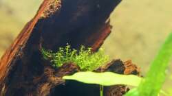 Plagiomnium cf. affine / Perlenmoos (auf Wurzel)