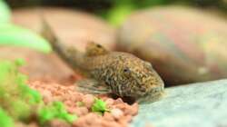 Pitbull LDA25 / Parotocinclus spilosoma (nicht mehr im Becken, beide haben inzwischen