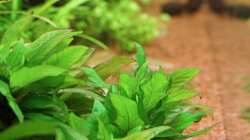 Hygrophila kompakt/ Nomaphila siamensis parvifolia / Kurztstängeliger Wasserfreund