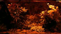 Sunrise-Anlage - Phase 1 Sonnenuntergang - Gelbphase (hab versucht die Farbwiedergabe