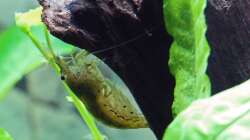 Amanogarnele / Caridina japonica ´my home - die Traumwurzel´ (seit dem Umzug ins
