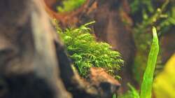 Fissidens fontanus / Phoenix Moos 27-05-2012