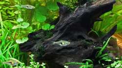 Traumwurzel - 021-01-2013