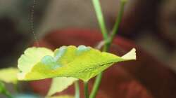 Detail - Luftblasen am Brasilianischen Wassernabel