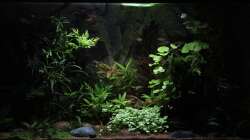 Sunrise-Anlage - Phase 5 Sonnenuntergang - Mondlicht (Dauer ca. 1 Stunde). Der Sonnenaufgang