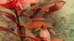 Ludwigia repens `Rubin` / Rubin-Ludwigie