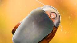 Rennschnecken ´Orange Track´ / Neritinia sp. 