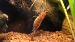 Orange Zwerggarnele / Caridina propinqua