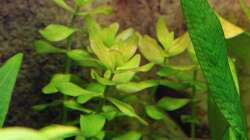 Bacopa carolinianas / Großes Fettblatt 21-01-2013