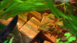 Aqua-Quattros Marmor - das neue Zuhause der Gepunkteter Flossensauger