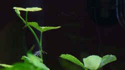 Hydrocotyle leucocephala / Brasilianischer Wassernabel - 12-04-2012