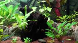 Terrasse / Juwel Terrace Cliff Dark A+B (inzwischen nur noch eine Terrasse im Becken)