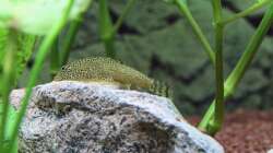 Gepunkteter Flossensauger / Gastromyzon punctulatus (kleine Angeber und Proleten