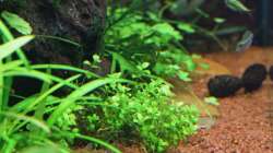 Micranthemum umbrosum / Rundblättriges Perlenkraut 21-01-2013