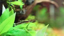 Zebra Ohrgitterharnischwelse / Otocinclus cocama 14-09-2012)