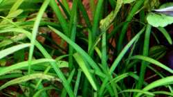 Sagittaria subulata pusilla/ Zwergpfeilkraut 21-01-2013