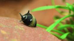 Geweihschnecken Gold/Schwarz