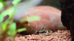 kleiner Marmorierter Zwergpanzerwels