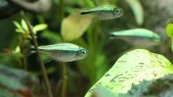 Goldtetras / Hemigrammus rodwayi (leider etwas schreckhaft. Merken oft erst sehr