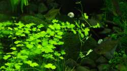 Hydrocotyle cf. tripartita