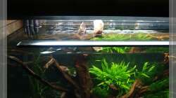 links auf der Wurzel das bißchen Fissidens fontanus