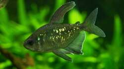 Moenkhausia pittieri