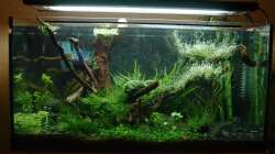 Ende März nach Wasserwechsel, die Algen deutlich auf dem Rückzug