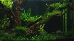 bereits veralgte Wurzeloberfläche