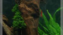 auch prima weitergewachsen:-)