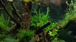 Bewohner, Algen und wuchernde Marsilea