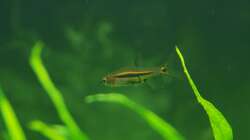  Boraras urophthalmoides