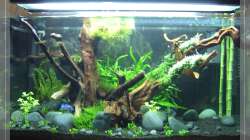 Marsilea hirsuta kam erst 2 Wochen später