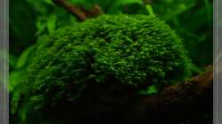 Hauptbusch fissidens fontanus