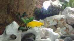 melanchromis johanni wb.
