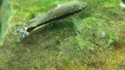 Besatz im Aquarium Südamerika