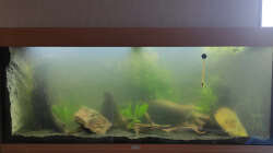 24.04.2021 die Astwurzel rausgenommen und eine Bakterienblüte im Wasser. Filter