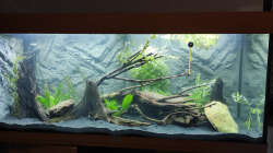 22.04.2021 erste Pflanzen sind eingezogen.